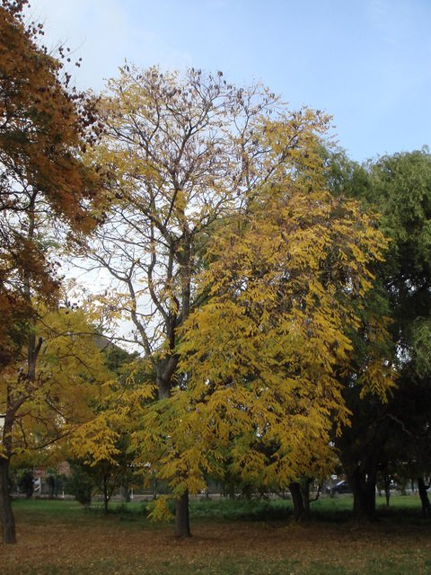 Gymnocladus dioica automne